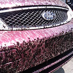 Bug-removal-150x150-1